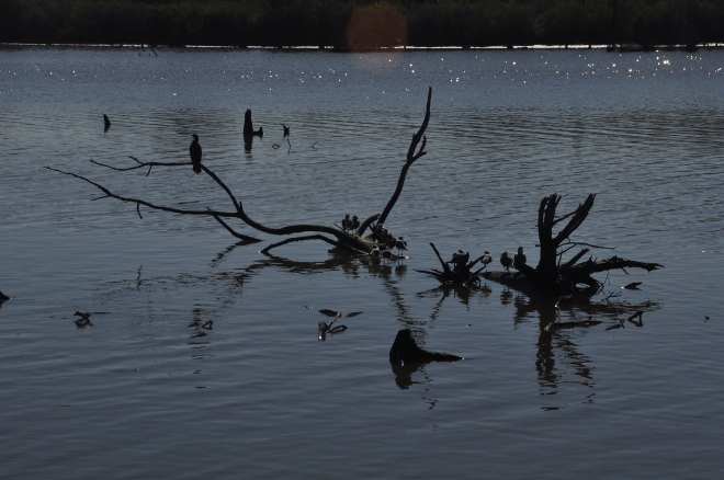 Armand Bayou